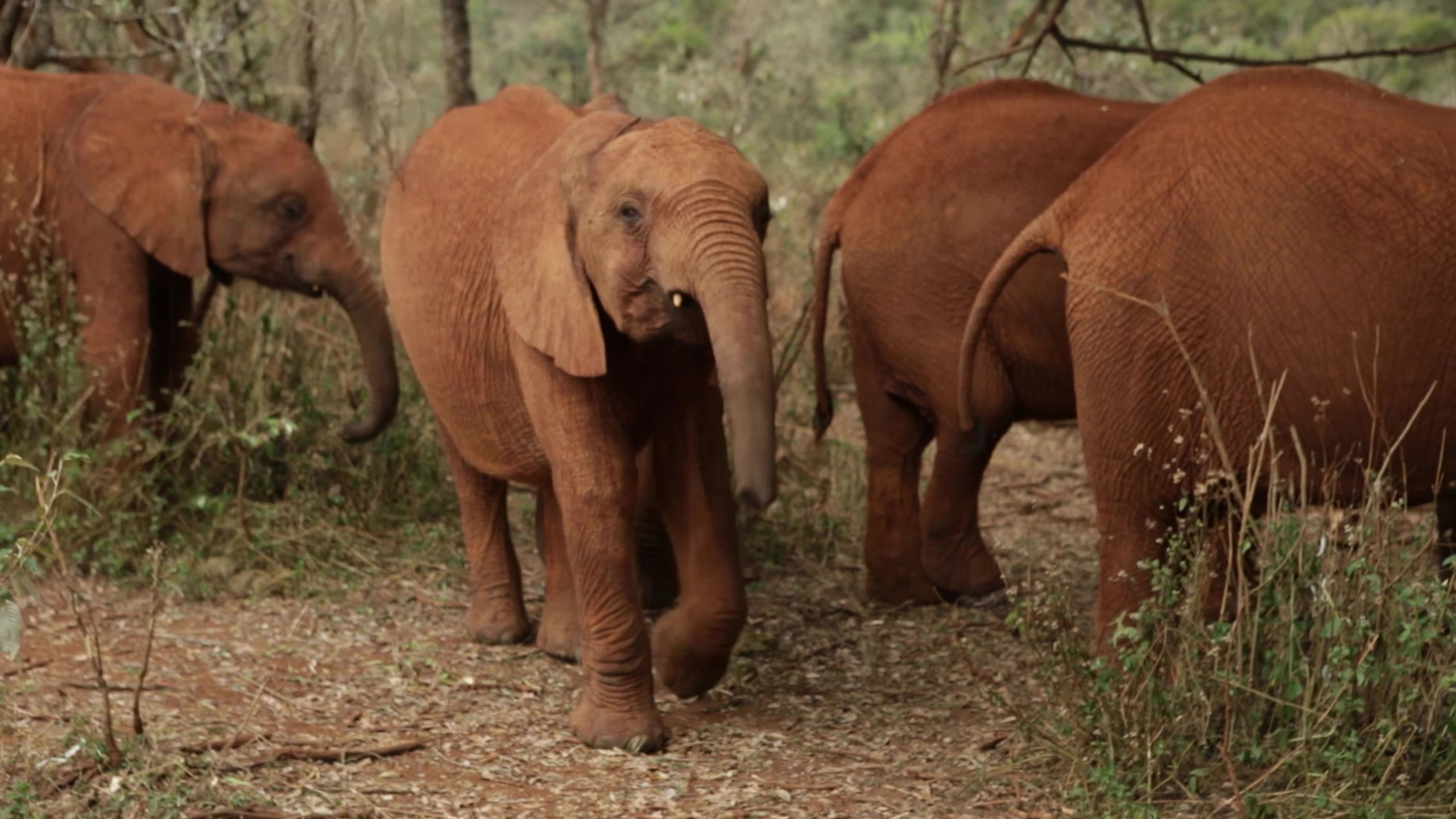 EPI- Africa’s vision to save its elephants